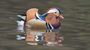 A mandarin duck appeared in central park, and no one knows how he got there. Mandarin Duck Of Central Park Art Photographs Art