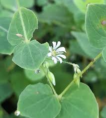 Image result for Drymaria