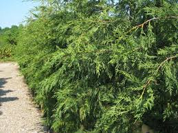 The leyland cypress, × cupressocyparis leylandii (syn. Leyland Cypress Green Leylandii Chew Valley Trees