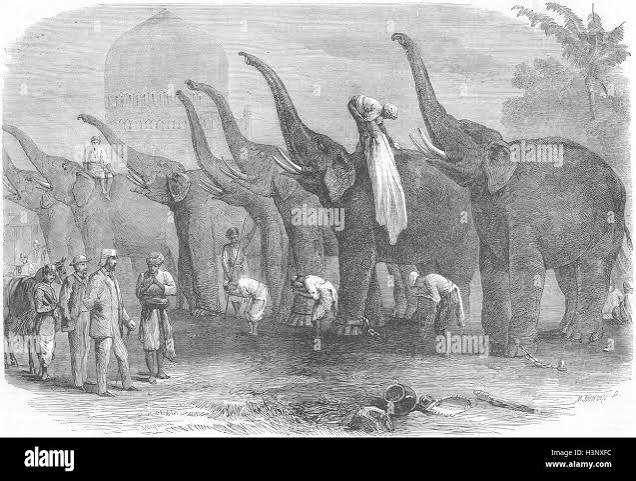 DANAPUR Squad of elephants saluting commandant 1864. Illustrated London News Stock Photo - Alamy