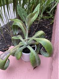 Image result for Kalanchoe gastonis-bonnieri