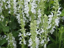 Die triebspitzen sind rosa und die blätter haben. Baumschule Eggert Blutenstraucher Baumschulen Heckenpflanzen Ziersalbei Adrian Salvia Nemorosa Adrian Direkt Von Der Baumschule Bestellen