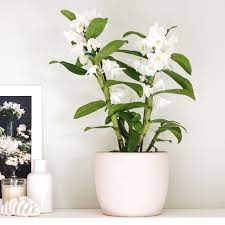 A plastic or a clay pot can be used with proper aeration holes. Dendrobium Orchid Care Growing Guide