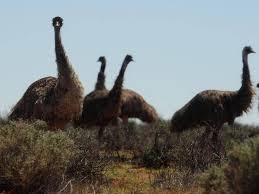 Aboriginal australians used emu oil as a treatment for. 6000 Years Of Emu Mysteries Unveiled The Islander Kingscote Sa
