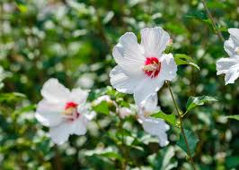 Image result for Hibiscus meyeri