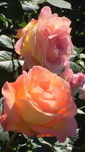 Peach Colored Flowers Flowers Beautiful Flowers Pretty Flowers