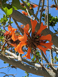 Image result for Erythrina afra