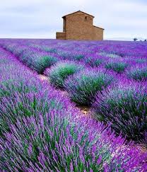 Lavendel Richtig Schneiden Pflegen Garten Lavendel Lavendelgarten Garten