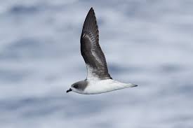 Madeira S Zino S Petrel Pterodroma Madeira Birds Company Madeira Madeira Island Sea Birds