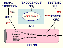 blood urea nitrogen bun rnpedia com blood urea urea