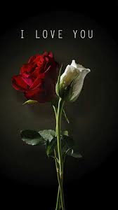 I Love You Beautiful Flowers Wallpapers Rose Wallpaper Red Roses Wallpaper