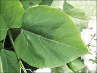 Image result for leaf margin entire