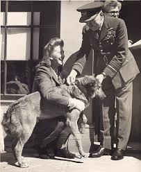 Bing The Dog Of War Who Parachuted Into France To Become A D Day Hero War Dogs Military Dogs Dog Hero