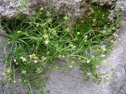 Image result for Sagina