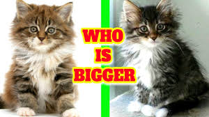 Which Is Bigger Maine Coon Or Norwegian Forest Cat Are Norwegian Forest Cats Friendly Youtube