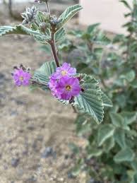 Image result for Melochia melissifolia