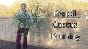 But all pencil cactus is dangerous for all people. Pencil Cactus Pruning Pruning My Large Euphorbia Tirucalli Joyusgarden Youtube