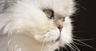 Kucing persia peaknose = dari postur tubuhnya yang bulat dan longhair / bulu panjang serta idung yang sangat pesek. Cara Merawat Kucing Persia Dengan Benar Hingga Umur 15 Tahun Dari Ahli Dokter Hewan