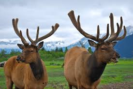 Don't forget to download your alaska vacation planner today. Wild Alaska Land Of Moose The Mayor S Marathon And The Midnight Sun Round The World In 30 Days