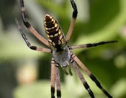 The yellow garden spider is common all throughout north america. Black And Yellow Garden Spider Missouri Department Of Conservation