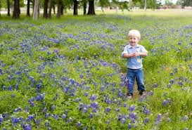 At blue iris florist we are committed to quality and service. Where To Find Bluebonnets In Houston This Spring Mommypoppins Things To Do In Houston With Kids