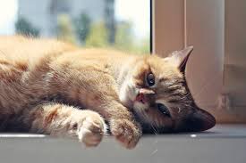 4 popular homemade cat food recipes. The Best Cat Food Low In Phosphorus Buying Low Phosporus Cat Food