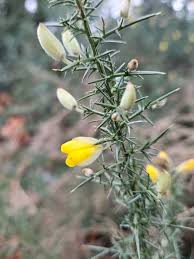 Image result for Ulex