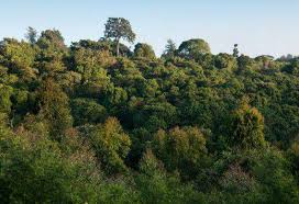 Image result for Cyathea mildbraedii