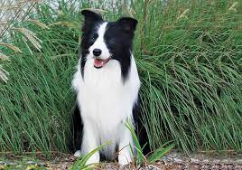 Border Collie Breeds