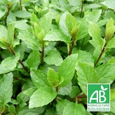 Poivr papers and research , find free pdf download from the original pdf search engine. Menthe Suisse Bio Achat Direct Au Producteur