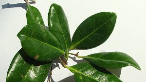 Image result for Chaetocarpus