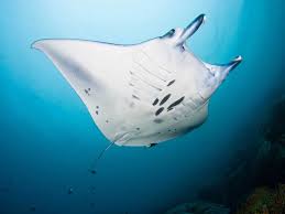 Photographing Giant Manta Rays In Yap Turquoise Water Manta Ray Manta