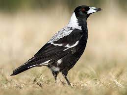 A magpie is a bird in the same family as crows and jays. Australian Magpie Ebird