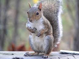 Huge sale on all squirrels repellent now. 7 Garden Plants That Really Do Repel Squirrels Off The Grid News