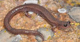 Batrachoseps Pacificus Pacificus Channel Islands Slender Salamander Cute Animals Animals Amphibians