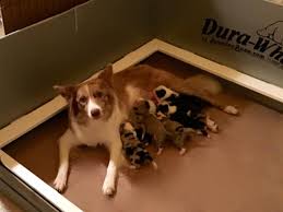 Why dogs are undergoing such behavior changes when they seemed fine just a few days or weeks prior. Critical Periods Of Development In Puppies Shadewood Farm And Kennel