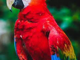Bird With Long Colorful Beak Beak Bird Color Macaw Parrot Red