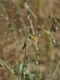 Image result for Crotalaria sphaerocarpa