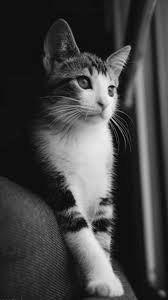 Pin By Berna On Kedi Cik In 2020 Cat Photography Pretty Cats Lion Cat