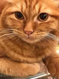 Nak beli royal canin menutup aurat katanya???? Najib Razak Kucing Saya Ni Namanya Simba Bila Kita Nak Ambil Gambar Dia Bukan Main Pandai Bergaya Nampak Saja Garang Sebenarnya Comel Dan Manja Facebook