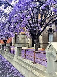 My Beautiful Home Town Adelaide In Spring South Australia Adelaide South Australia Australia Travel
