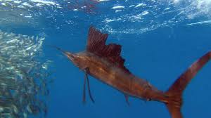 Aug 08, 2012 · • swordfish is a single species whereas there are eleven species of marlins. Sailfish Vs Swordfish Vs Marlin The Billfish Heavyweights