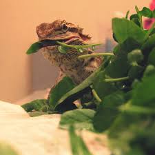 Feeding bearded dragons can seem complicated, however by following the easy guidelines below you will be able to keep your bearded. Feeding Bearded Dragons Leafy Green Vegetables