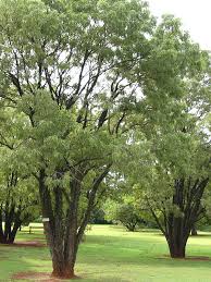 Image result for Bolusanthus