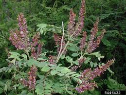 Image result for Indigofera filipes