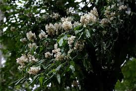 Image result for Craibia zimmermannii