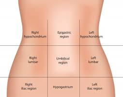 Learn vocabulary, terms and more with flashcards, games and other study tools. 9 Regions Of The Abdomen Quadrant Parts Of The Abdomen 2020