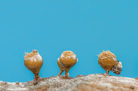 Image result for Emilia decipiens