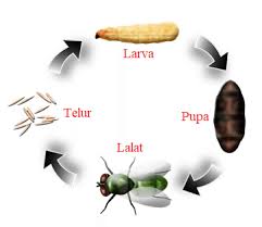 Metamorfosis adalah proses pertumbuhan pasca embrionik pada hewan yang melibatkan perubahan fisik dan struktur secara bertahap dari larva hingga dewasa. Metamorfosis Sempurna Lalat Proses Daur Hidup Dan Gambar Jagad Id