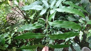 Image result for Coniogramme africana